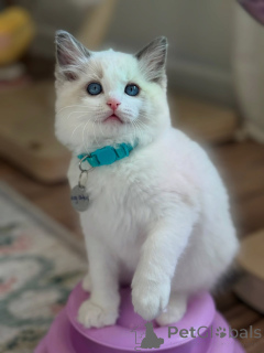 Photo №1. ragdoll - à vendre en ville de Venlo | négocié | Annonce № 170647