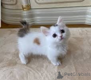 Photo №3. Chatons Munchkin à vendre. Belgique