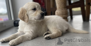Photo №1. golden retriever - à vendre en ville de Limbourg | Gratuit | Annonce №154056