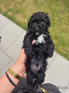Photo №1. caniche (jouet) - à vendre en ville de Berlin | négocié | Annonce №177896