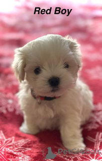 Photo №4. Je vais vendre bichon maltais en ville de Missouri City. annonce privée - prix - 339€