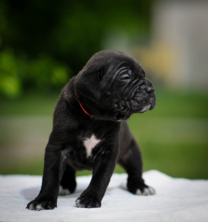 Photos supplémentaires: Charmants chiots Cane Corso