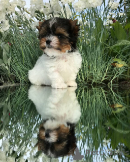 Photo №2 de l'annonce № 143782 de la vente yorkshire terrier - acheter à USA éleveur