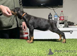 Photos supplémentaires: Chiots Dobermann