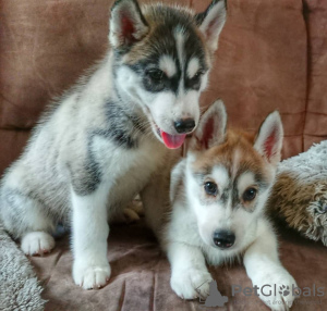 Photo №1. husky de sibérie - à vendre en ville de Berlin | négocié | Annonce №118838