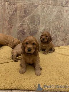 Photos supplémentaires: Beaux chiots Cocker Anglais en bonne santé à vendre