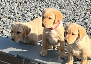 Photo №1. labrador retriever - à vendre en ville de Darmstadt | 500€ | Annonce №149691