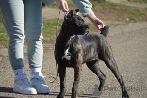 Photo №4. Je vais vendre cane corso en ville de Belgrade.  - prix - négocié