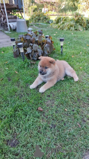 Photo №2 de l'annonce № 155347 de la vente shiba - acheter à Fédération de Russie annonce privée