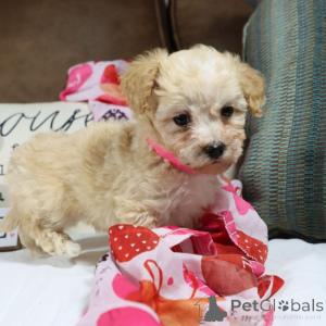 Photo №1. maltipu - à vendre en ville de Hambourg | 900€ | Annonce №150169