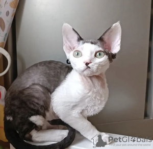 Photo №4. Je vais vendre devon rex en ville de Indianapolis.  - prix - 284€