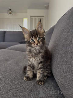 Photo №1. maine coon - à vendre en ville de Munich | négocié | Annonce № 177804