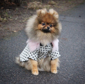 Photo №4. Je vais vendre chien bâtard en ville de Saint-Pétersbourg. de la fourrière - prix - 1264€