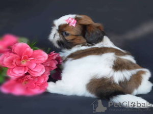 Photo №2 de l'annonce № 56462 de la vente shih tzu - acheter à La finlande annonce privée