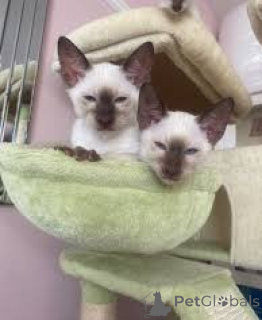 Photo №3. Siamkatzenbabys zu verkaufen. L'Autriche