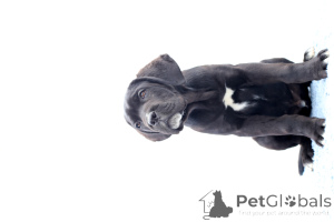 Photo №3. Catanuta Damian. La Roumanie