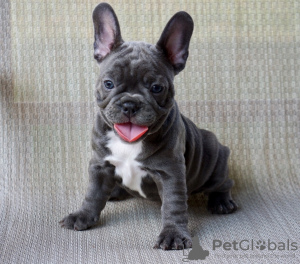 Photo №1. bouledogue - à vendre en ville de Berlin | 1500€ | Annonce №115877