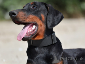 Photo №2 de l'annonce № 151340 de la vente dobermann - acheter à Chine de la fourrière