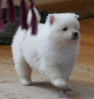 Photo №1. spitz japonais - à vendre en ville de Ydre | 1000€ | Annonce №168385