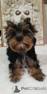 Photo №3. Йорка Бусинка. Turquie