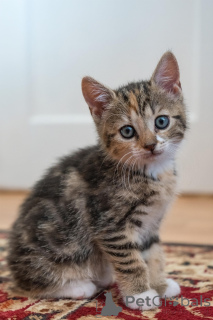 Photo №3. Chatons Européens à Poil Court à vendre. Belgique