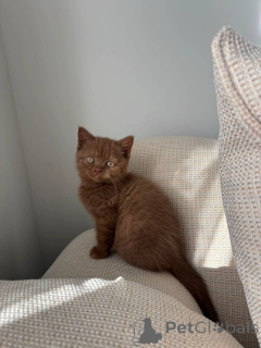 Photo №1. british shorthair - à vendre en ville de Brême | négocié | Annonce № 155478