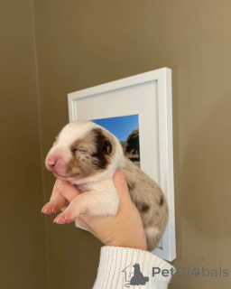 Photo №1. border collie - à vendre en ville de Alabama | 339€ | Annonce №173954