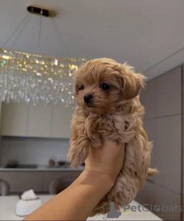 Photo №2 de l'annonce № 156283 de la vente maltipu - acheter à Allemagne éleveur