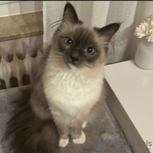 Photo №4. Je vais vendre sacré de birmanie en ville de Munich. annonce privée - prix - 300€