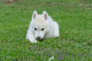 Photo №3. Chiot Husky Sibérien mâle à vendre Votre compagnon idéal !. Serbie