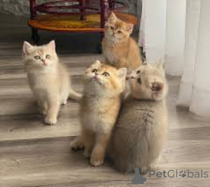 Photo №1. british shorthair - à vendre en ville de Espoo | 500€ | Annonce № 166941