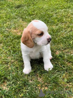 Photo №4. Je vais vendre beagle en ville de Kragujevac.  - prix - négocié