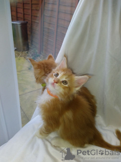 Photo №3. Chatons Maine Coon en bonne santé avec pedigree pour adoption maintenant. Allemagne