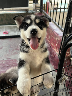 Photo №1. husky de sibérie - à vendre en ville de Dubai | 584€ | Annonce №131743