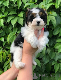 Photo №1. chien bâtard - à vendre en ville de De Dettenheim | négocié | Annonce №162796