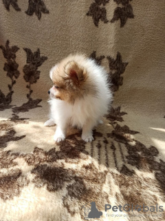 Photo №3. Poméranie. Ukraine