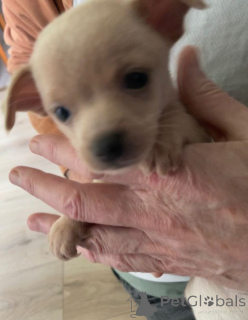 Photo №1. chien bâtard - à vendre en ville de Bergen OP Zoom | négocié | Annonce №166930