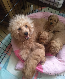 Photo №2 de l'annonce № 138920 de la vente caniche (nain) - acheter à Georgia annonce privée