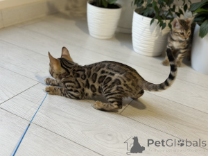 Photo №3. Magnifique garçon du Bengale. Belgique