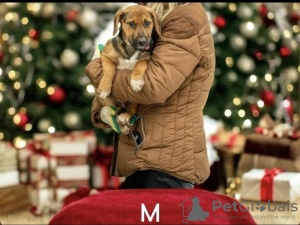 Photo №2 de l'annonce № 126805 de la vente chien bâtard - acheter à Fédération de Russie annonce privée