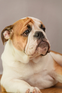 Photo №1. bulldog anglais - à vendre en ville de Rostov-sur-le-Don | Négocié | Annonce №1604