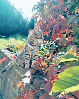 Photo №2 de l'annonce № 158220 de la vente european à poil ras - acheter à Allemagne éleveur