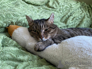 Photos supplémentaires: Cat Loaf est entre de bonnes mains !