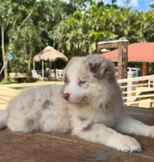 Photo №4. Je vais vendre border collie en ville de Munich. éleveur - prix - négocié