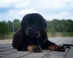 Photos supplémentaires: Chiots Mastiff tibétain