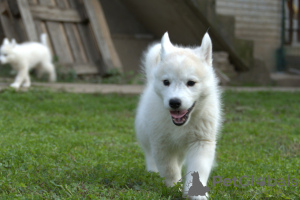 Photo №4. Je vais vendre husky de sibérie en ville de Belgrade. éleveur - prix - négocié