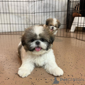 Photo №4. Je vais vendre shih tzu en ville de Illinois City.  - prix - 663€