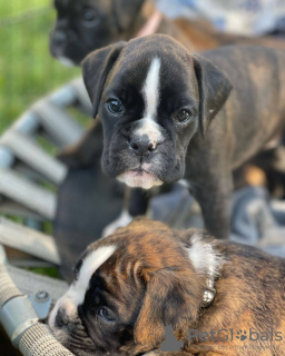 Photo №4. Je vais vendre boxer en ville de Melbourne. annonce privée - prix - 691€