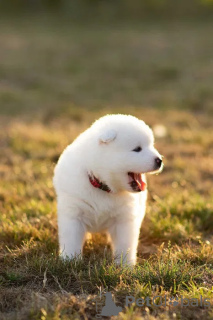 Photo №4. Je vais vendre samoyède en ville de Kalisz. éleveur - prix - 627€