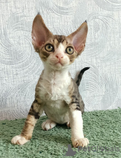 Photo №2 de l'annonce № 11100 de la vente devon rex - acheter à Fédération de Russie annonce privée